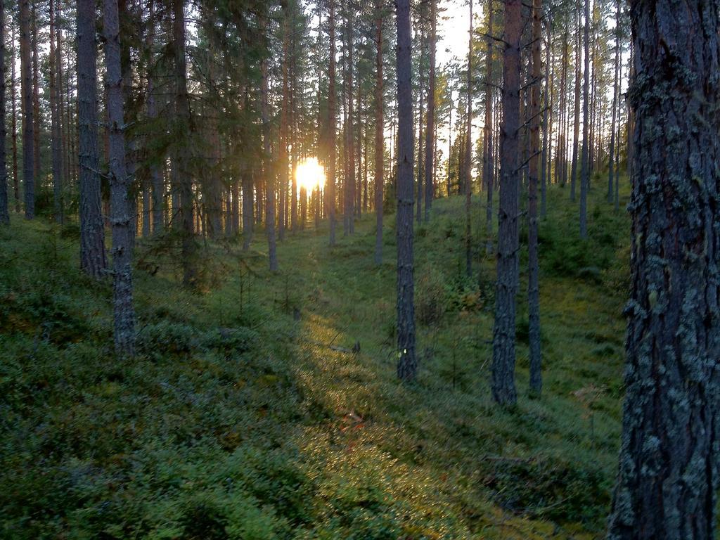 Enskvarn wilderness outside Rättvik Exteriör bild